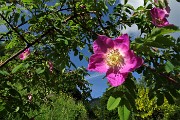 12 Rosa canina in piena fioritura